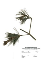 藏品(臺灣華山松)的圖片